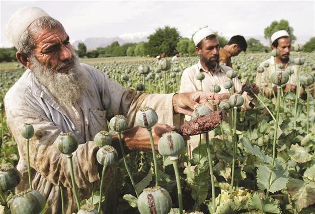Afghan opium crop hits record high ahead of Western withdrawal: UN