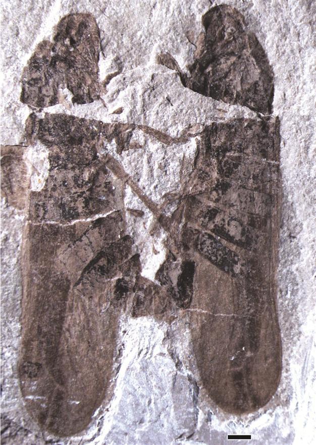 Chinese fossil shows insects caught in the act