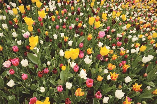 Tulips bloom in Istanbuls parks, gardens