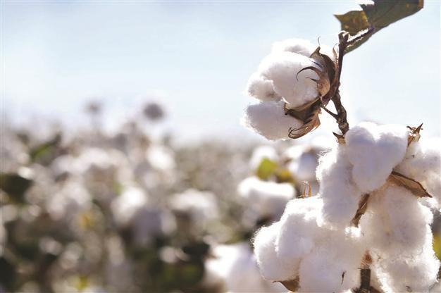 China to begin sales from cotton reserve