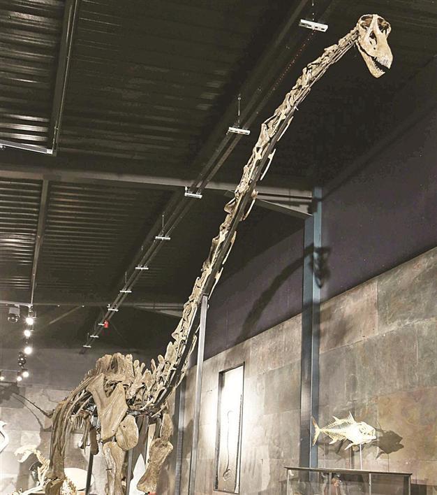 Rare diplodocus dinosaur auctioned