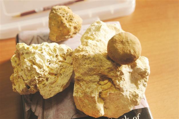 Mardin’s soil unveils rich fossils during excavation
