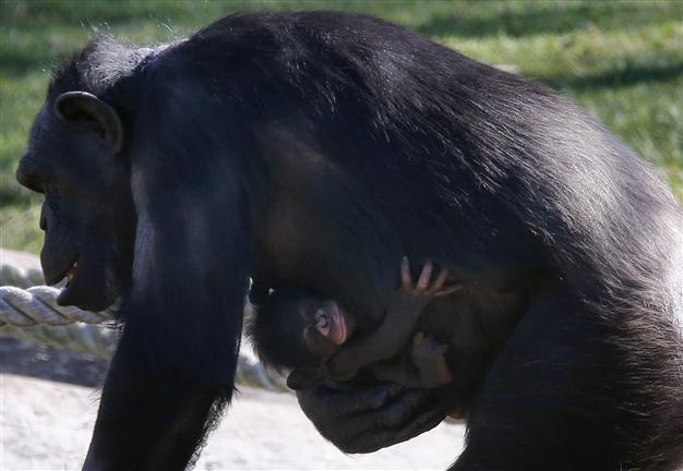 New York lawsuit seeks legal personhood for chimpanzees