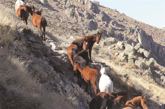 Abandoned yılkı horses now symbol of Karadağ