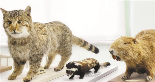 Wildlife and animal museum promotes nature