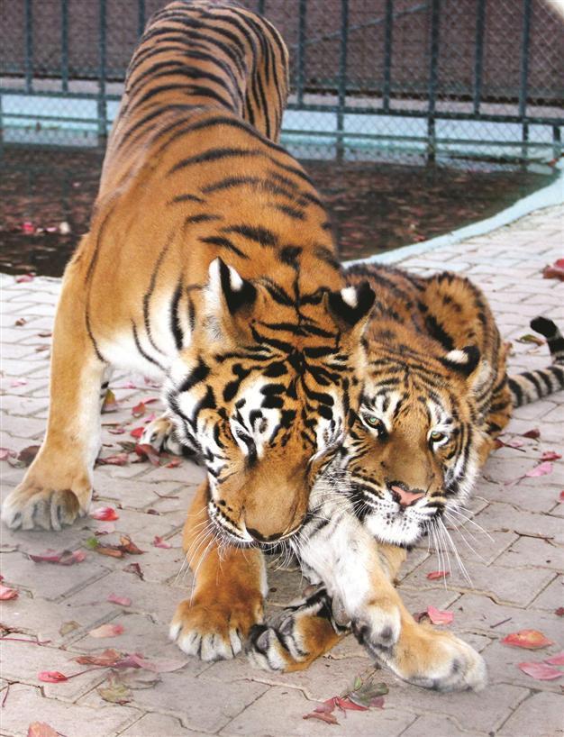Endangered Bengal tigers reproduced in Centrel Anatolian zoo