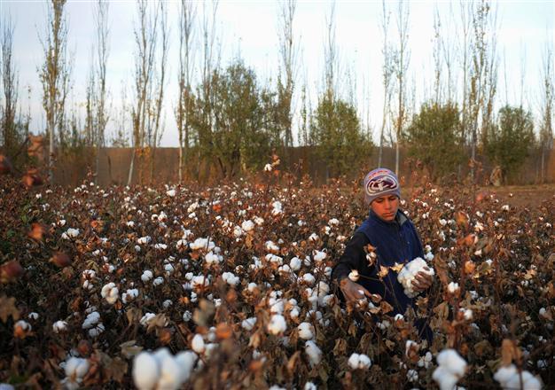 Turkey overtakes China as top US cotton buyer