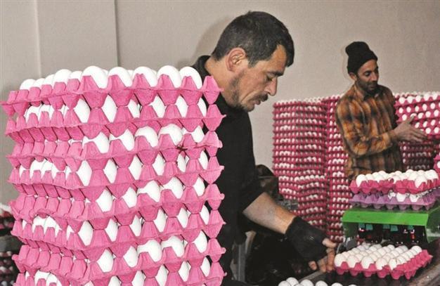 Turkish firms resume egg exports to Syria