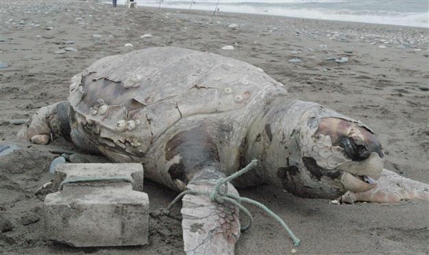 Caretta caretta found dead with stone tied to its fin on southern Turkish coast