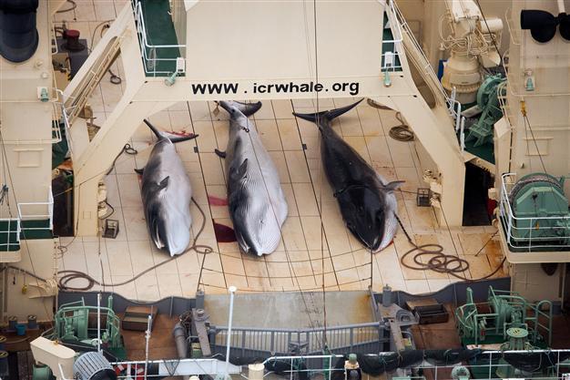 Sea Shepherd catches Japanese fleet, four whales dead