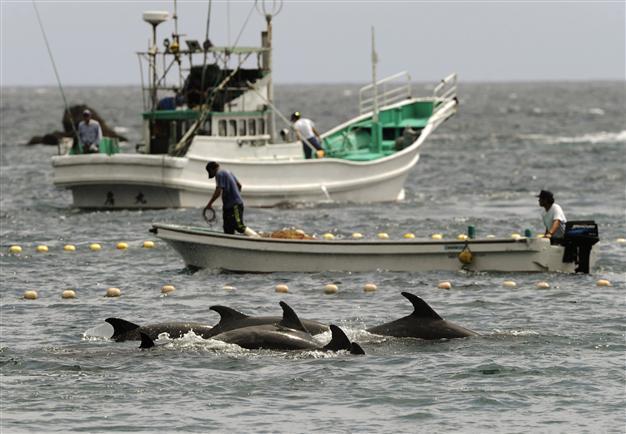 Japan fishermen take cover to slaughter dolphins in face of Western criticism