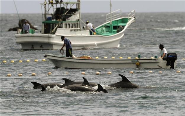 Japan fishermen take cover to slaughter dolphins in face of Western criticism