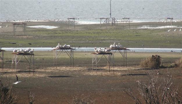 Parched Lake Manyas sends birds to land