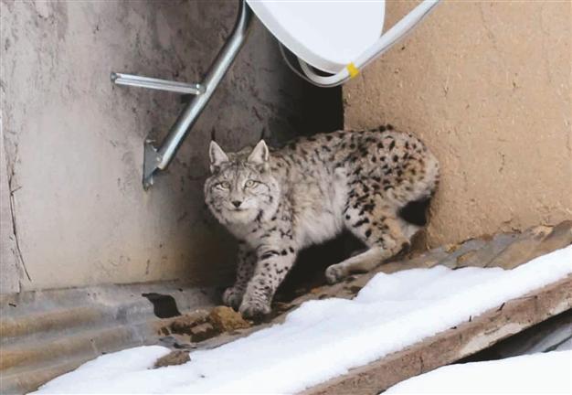 Endangered caracal spotted on roof of Anatolian house