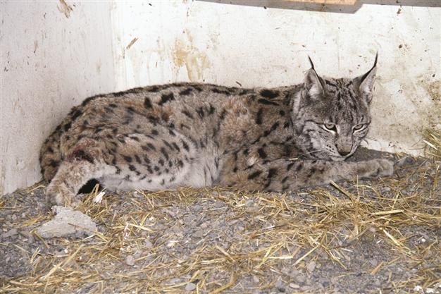Wounded caracal found in Erzincan could not be saved