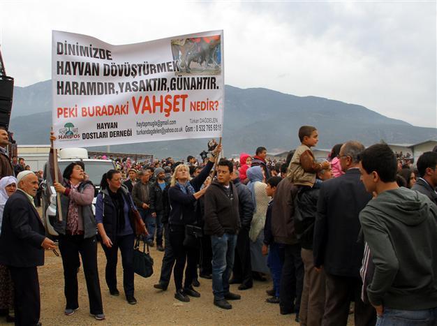 Animal rights activists stage protest at camel wrestling event in Fethiye