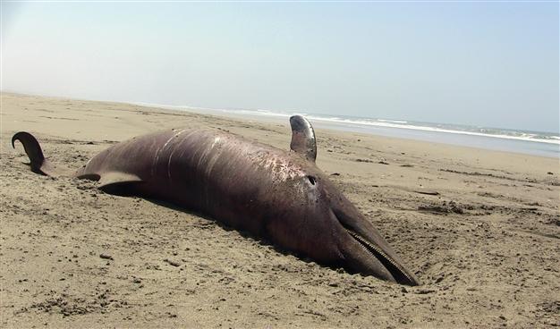 More than 400 dead dolphins on north Peru coast