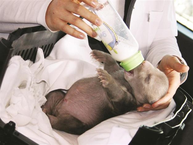 ‘Şanslı,’ the lucky bear cub rescued after being frozen, under intensive care