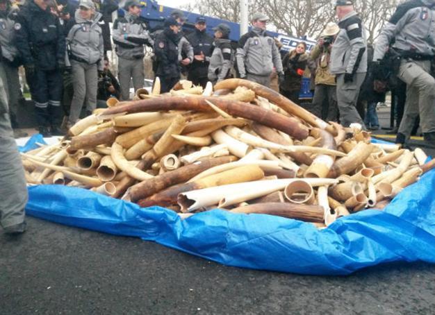 France crushes illegal ivory by Eiffel Tower