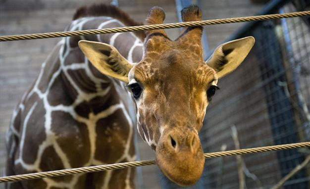 Young giraffe put down at Copenhagen zoo despite uproar