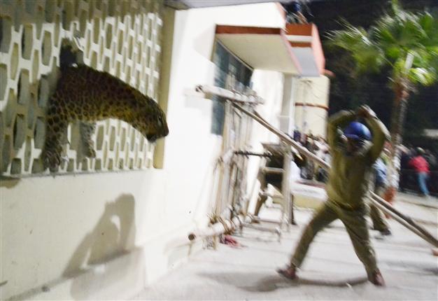 Leopard on loose in Indian city triggers panic