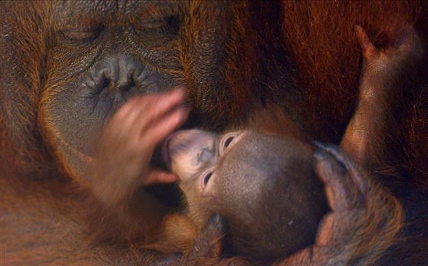 Indonesian clerics issue green fatwa to protect wildlife