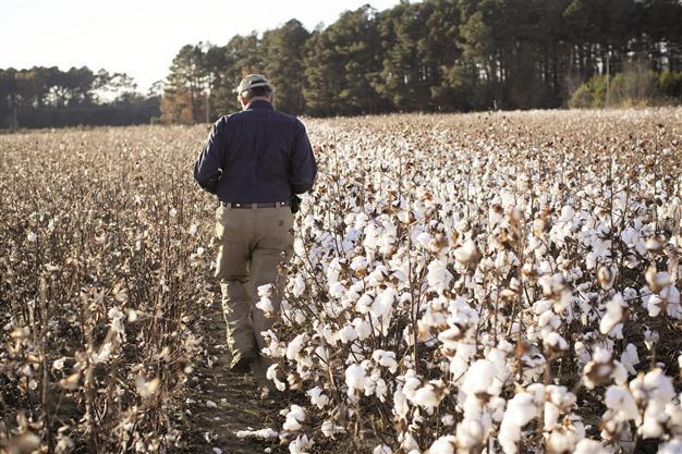 Turkey to halts orders for US cotton as prices surge