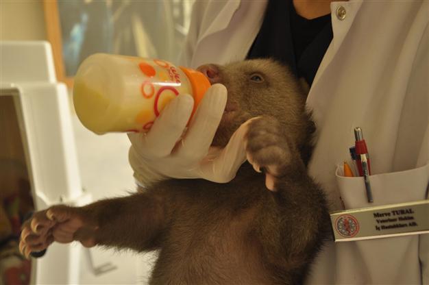‘Şanslı,’ the lucky bear cub rescued after being frozen opens his eyes