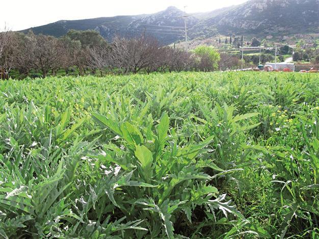 Artichoke, a good reason to visit Balıklıova