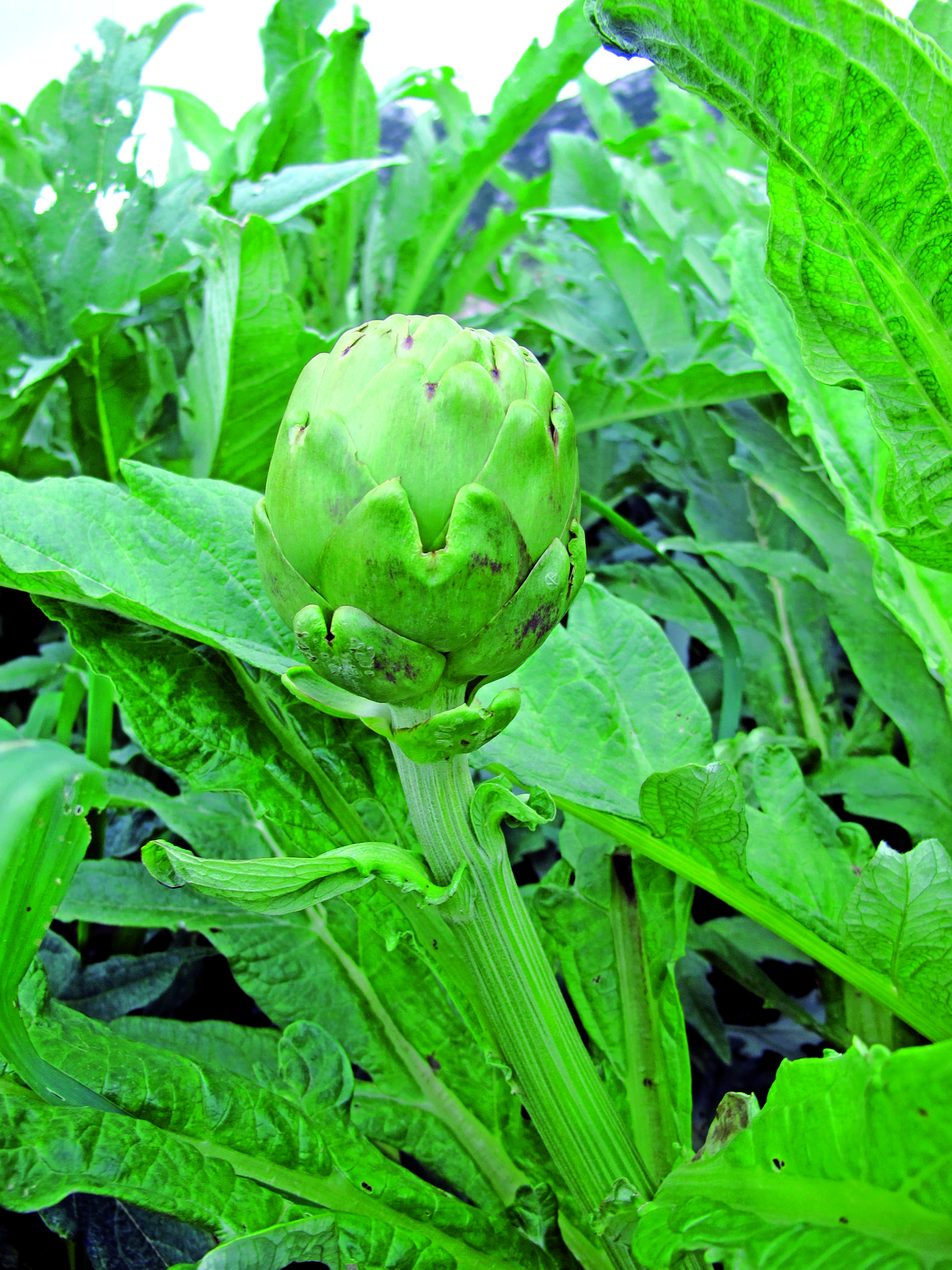 Artichoke, a good reason to visit Balıklıova