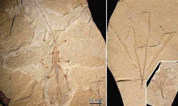Ancient insect blended in with foliage in China
