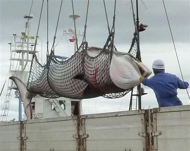 Whaling ban applauded despite fears of Japan sidestep