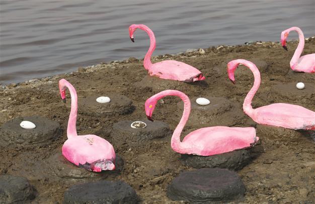Flamingo island in İzmir bird sanctuary
