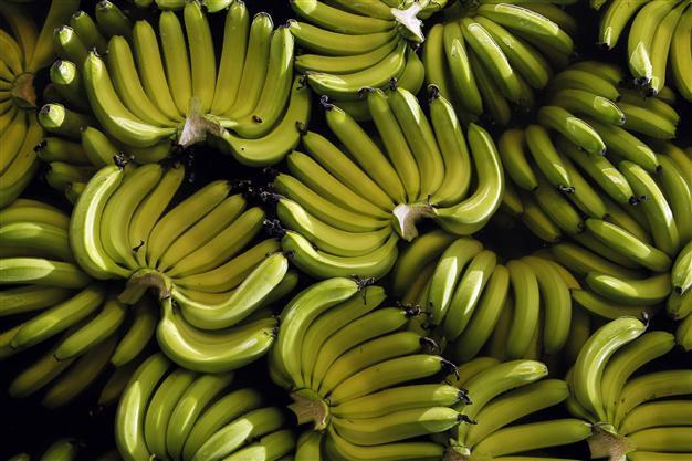 Disease threatens worlds bananas: UN