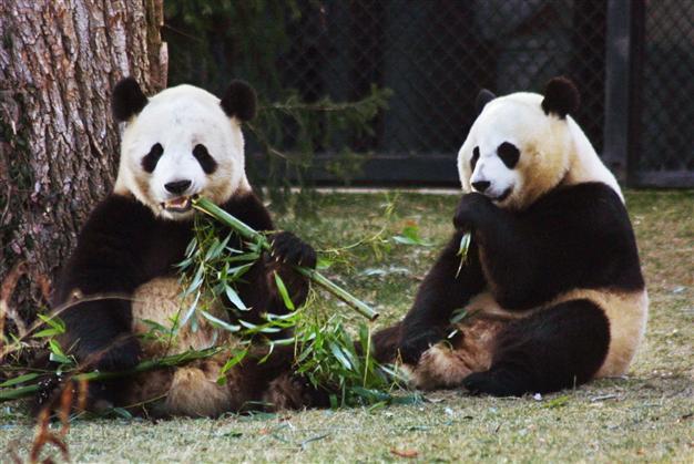 Britains love-shy panda artificially inseminated