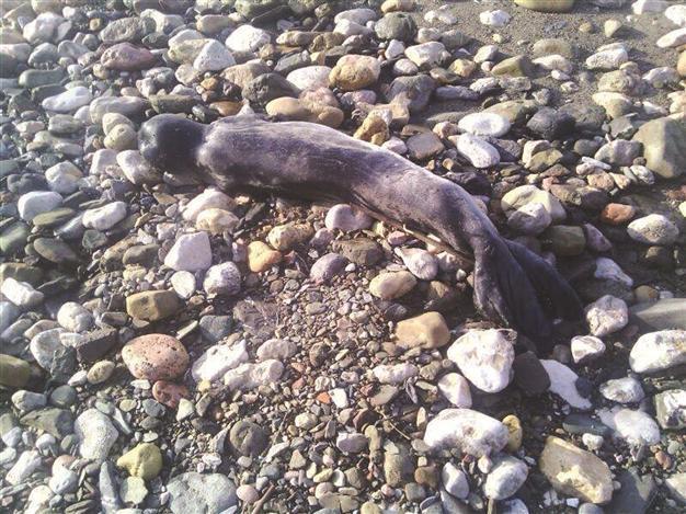 Monk seals face threat due to construction projects in Turkeys southern coast