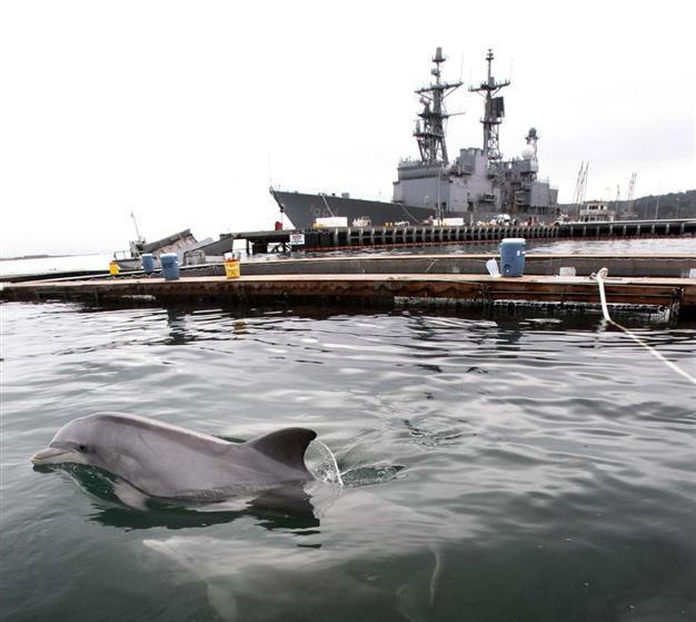 Dolphin wars in the Black Sea