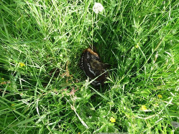 Mini drones rescue Bambis from hay shredders
