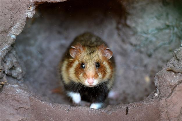 France launches action plan to save endangered hamster