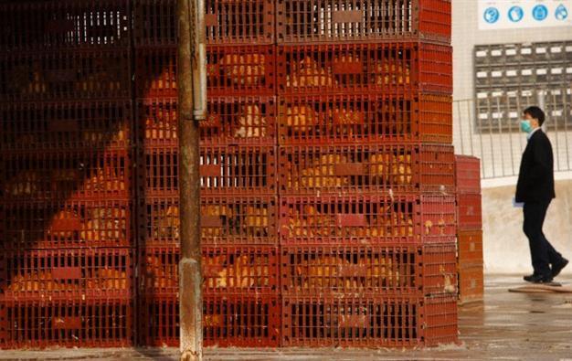 China reports first death from H5N6 bird flu strain