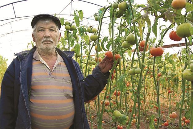 Leaf-mining’ moth threatens tomatoes