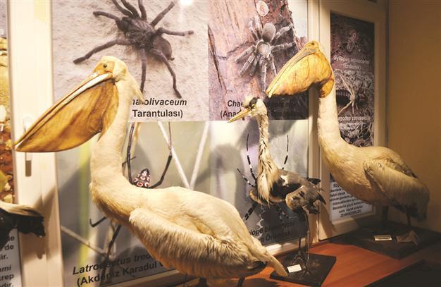 Animals died in accidents, zoos at Zoology Museum