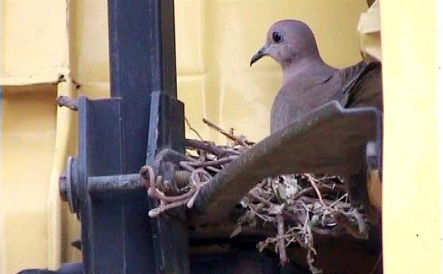 Turkish man waits 19 days to let pigeons hatch in a nest made in his truck