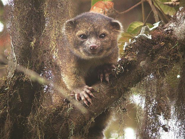 Top 10 newly-found species span big trees, tiny flies