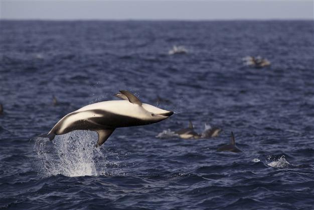 Activists submit signatures to ban dolphin parks in Turkey