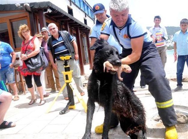 PHOTOS: Heroic dog saves puppies after rescue team asks for help