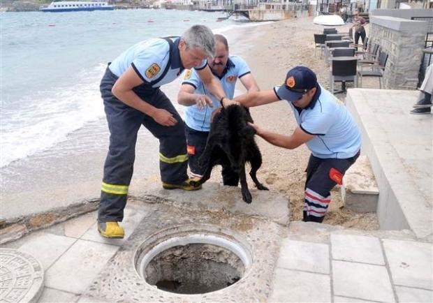 PHOTOS: Heroic dog saves puppies after rescue team asks for help