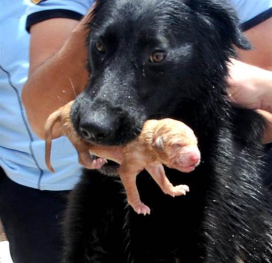 PHOTOS: Heroic dog saves puppies after rescue team asks for help