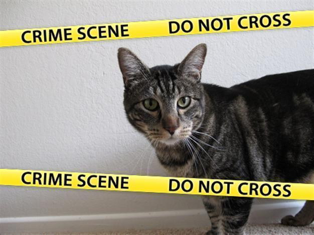 Turkish authorities try to avoid new ‘cat incident’ in presidential elections