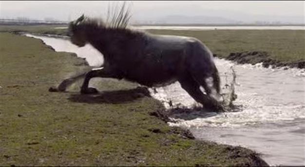 Award-winning Turkish director Ceylan sued for alleged animal cruelty